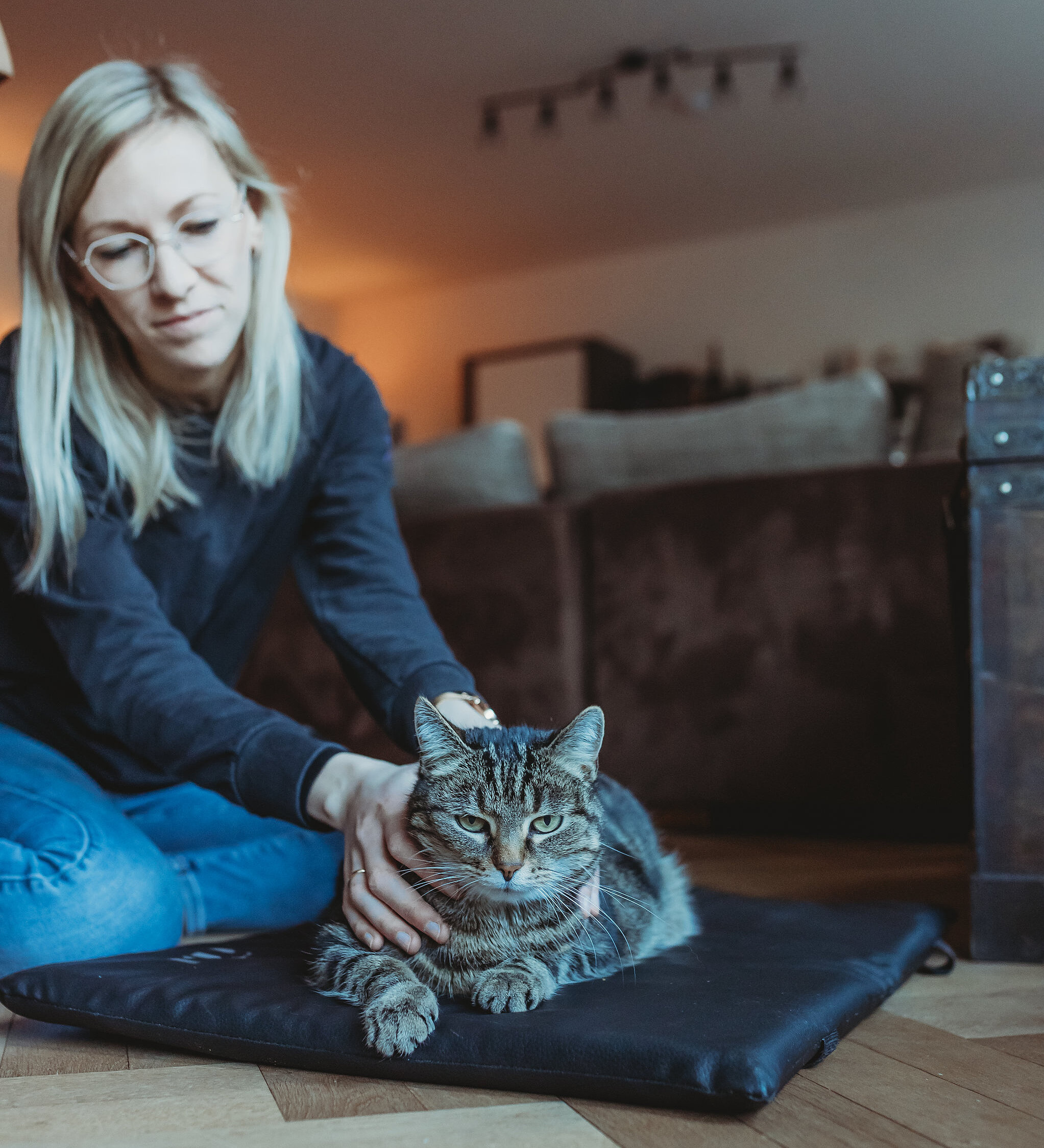 Untersuchung einer liegenden Katze im Schulterbereich