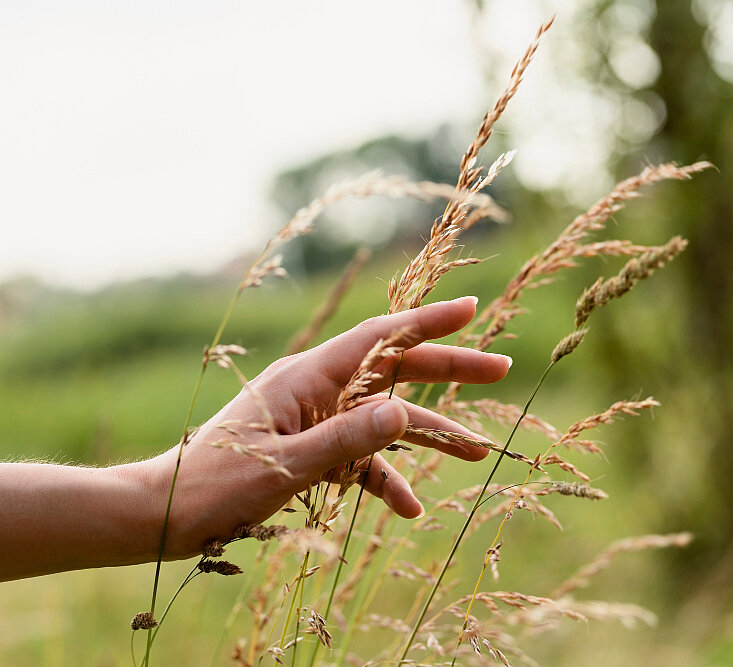 Hand in der Natur berührt Pflanzen