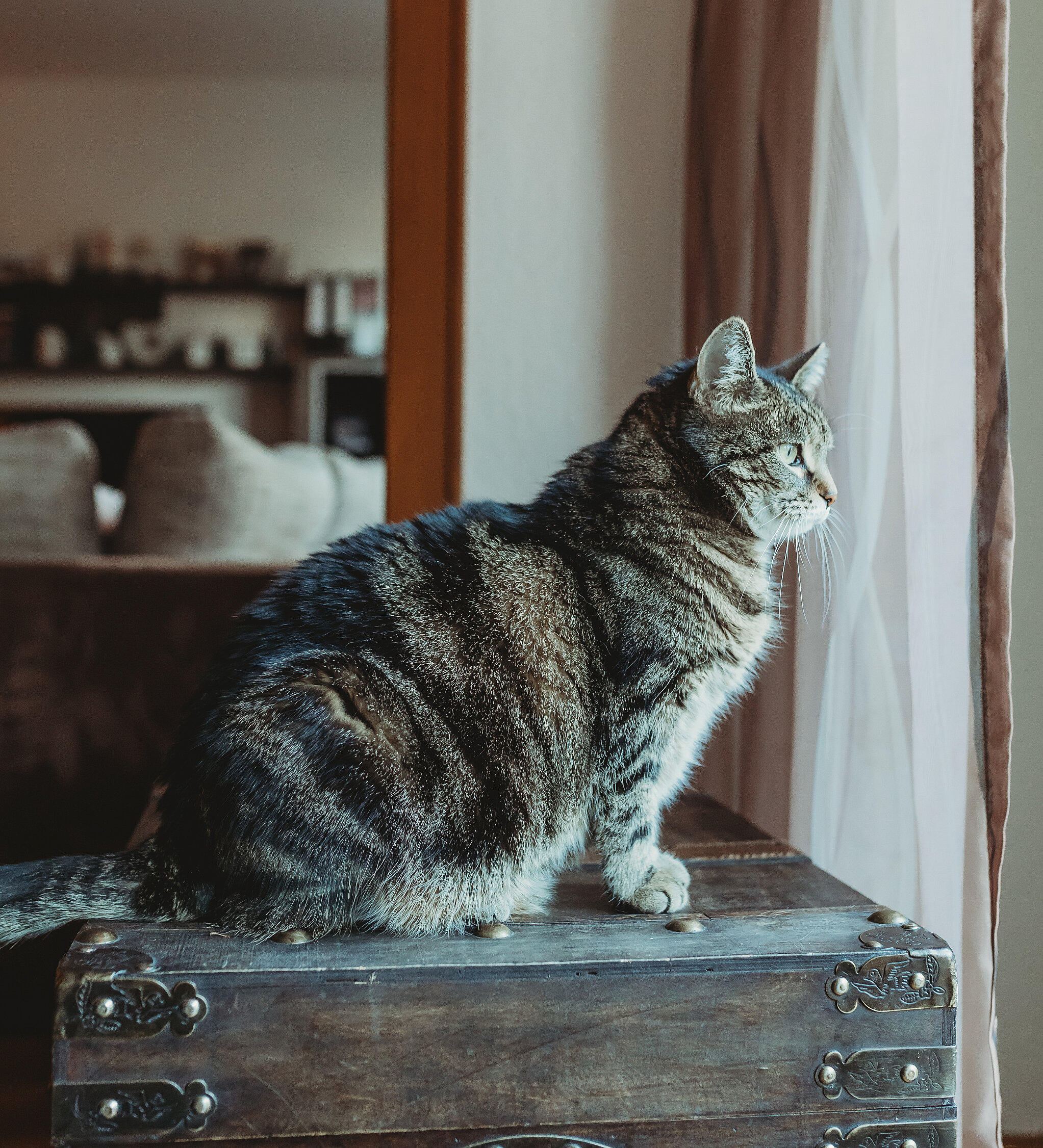Eine Katze sitzt auf einer Kiste und schaut aus dem Fenster