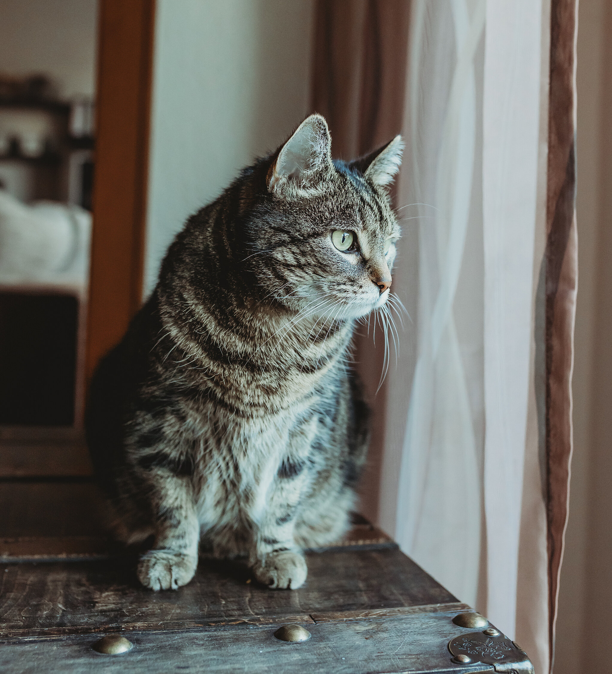 Katze sitzt auf einer Kiste und schaut aus dem Fenster