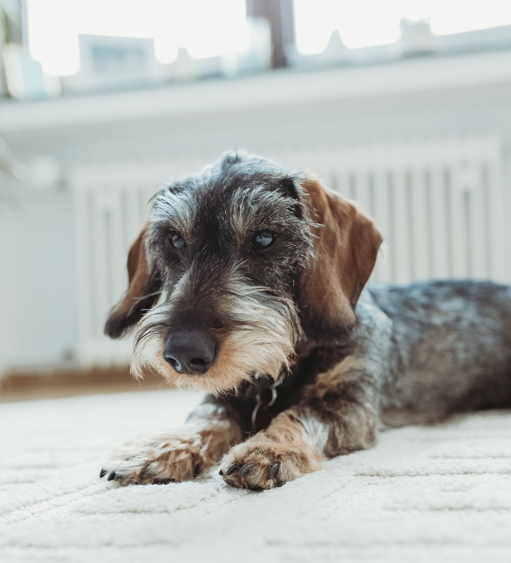 Brauner Hund liegt auf einem Teppich