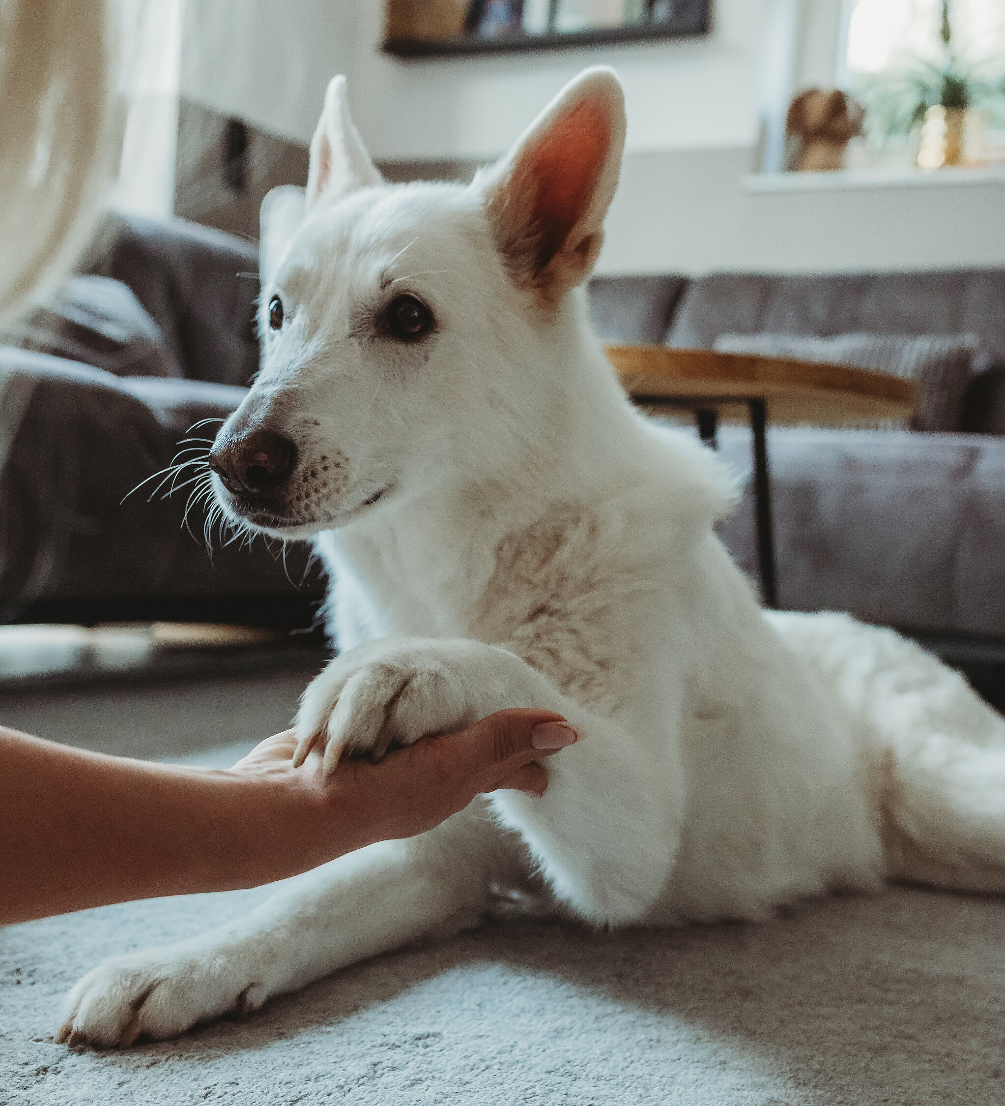 Untersuchung der Pfote eines Hundes