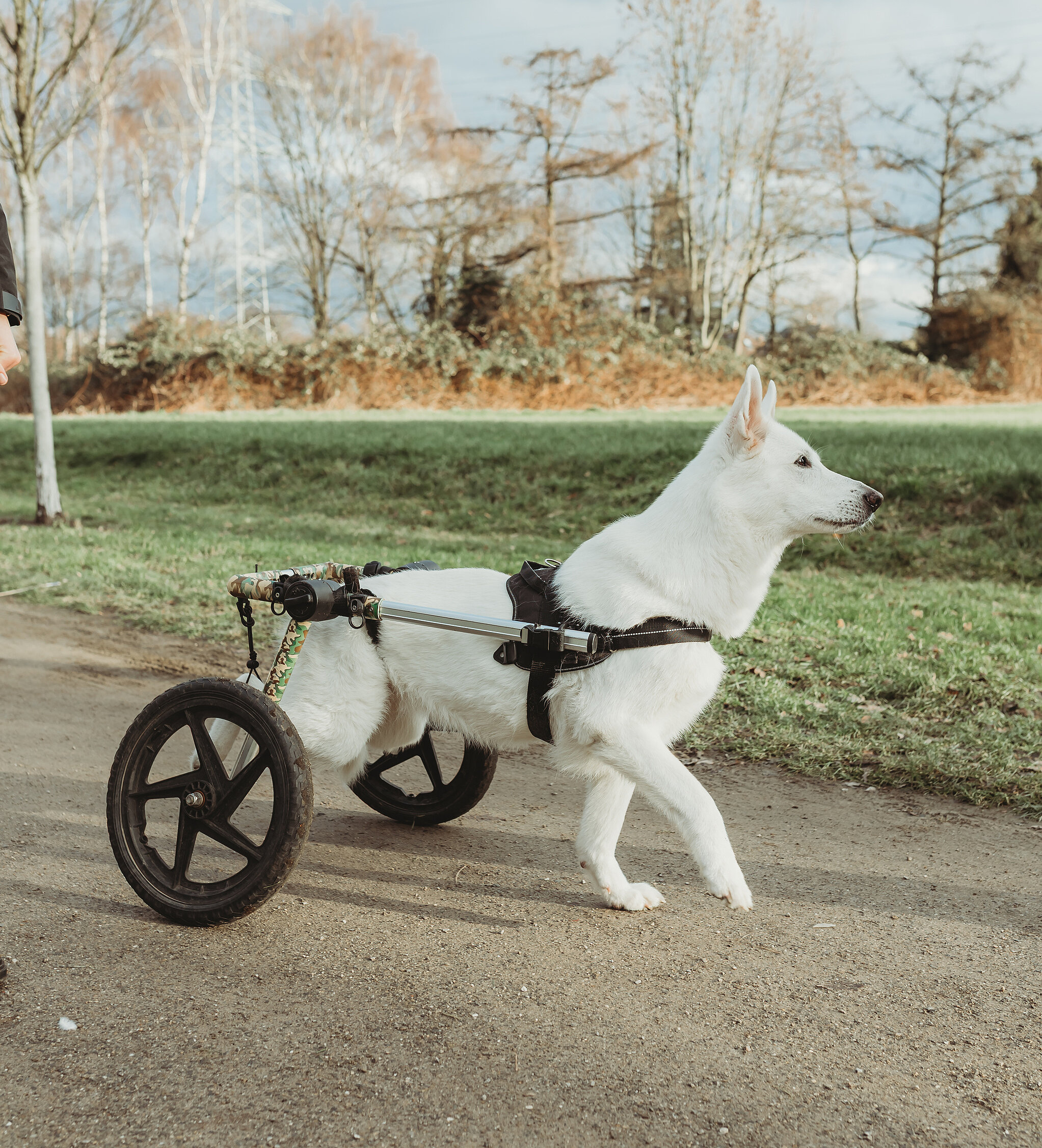 Hund mit Hunderollstuhl läuft durch einen Park
