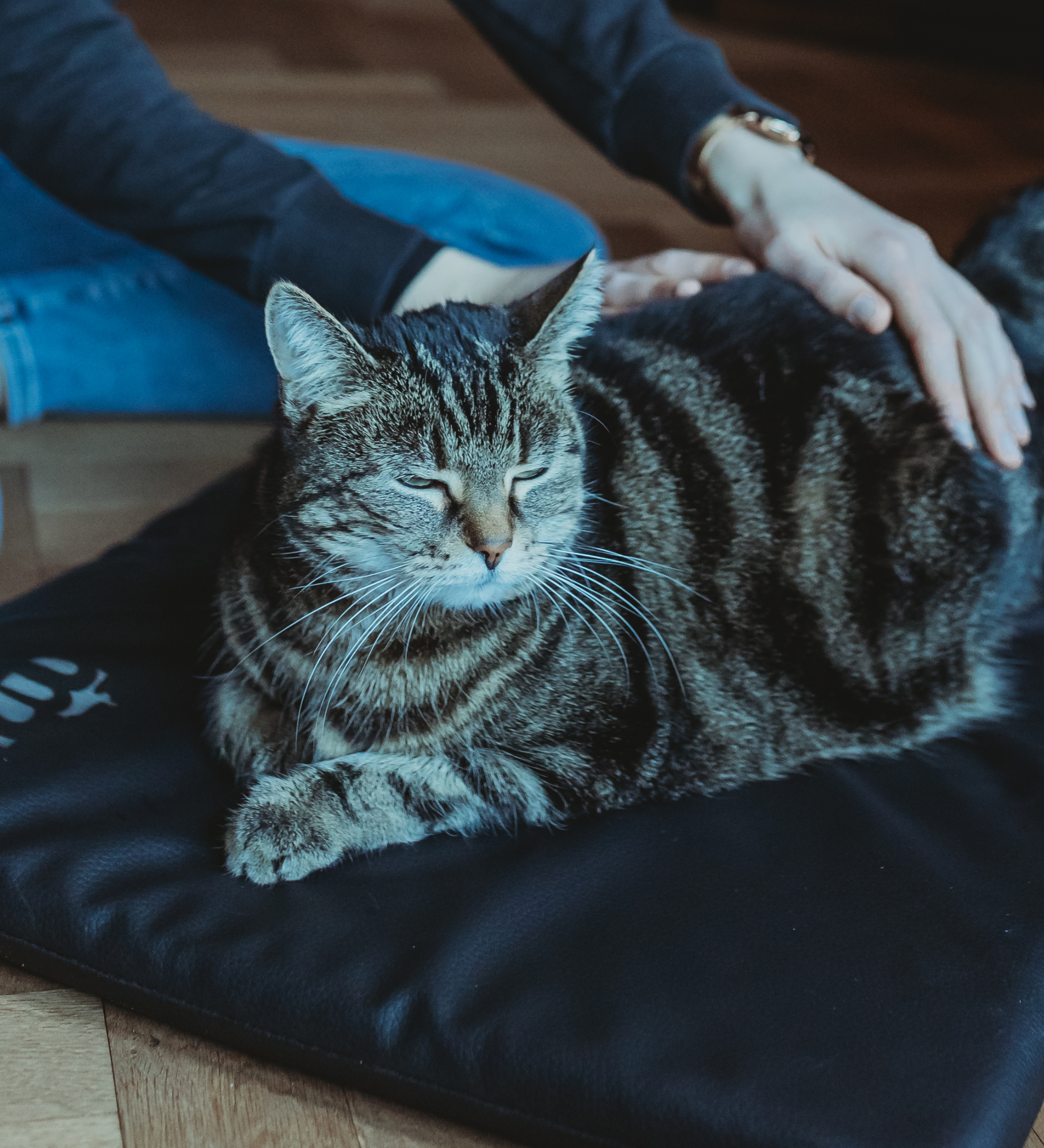 Untersuchung einer Katze im Rahmen einer mobilen Tierphysiotherapie
